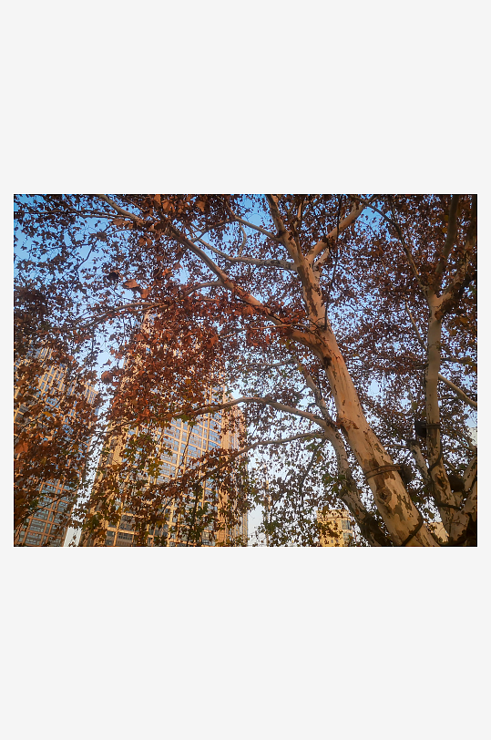 蓝天白云秋天植物树枝树叶摄影图