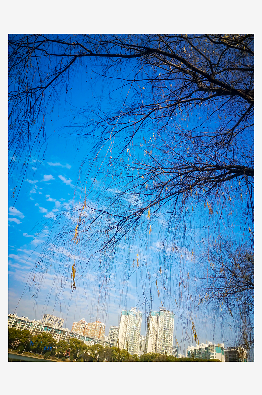 蓝天白云秋天植物树枝树叶摄影图