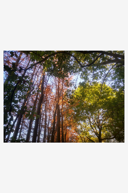 笔直树木水杉摄影