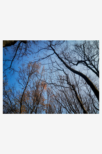 秋天枯萎植物树枝树叶秋色秋景摄影图