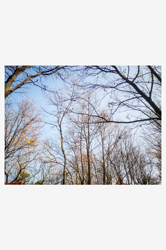 秋天枯萎植物树枝树叶秋色秋景摄影图