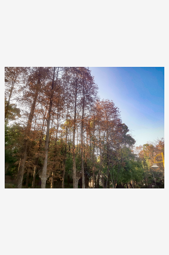 大自然植物树枝树叶天空风景摄影图