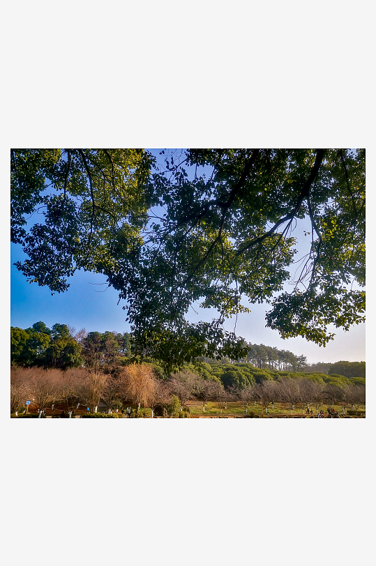 大自然植物树枝树叶天空风景摄影图