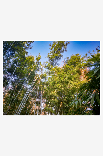 绿色植物竹子摄影图