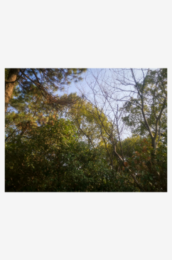 绿色植物树枝树叶摄影图