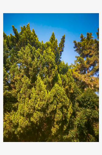 绿色植物树摄影图
