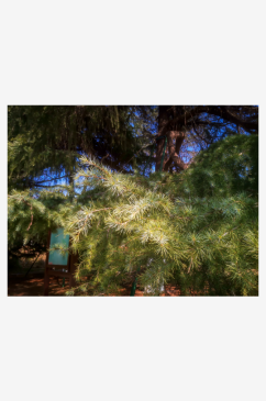 大自然绿色植物杉树摄影图