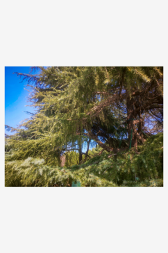 大自然绿色植物杉树摄影图