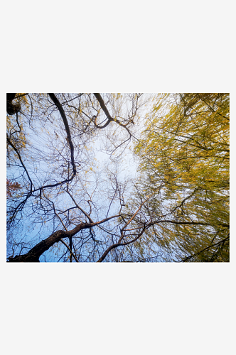 植物垂柳柳树摄影图