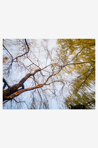 植物垂柳柳树摄影图