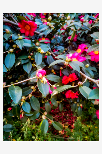 春天鲜花盛开山茶花摄影图