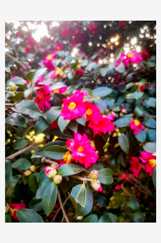 春天鲜花盛开山茶花摄影图