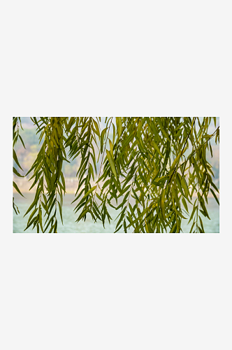 柳树垂柳植物摄影图