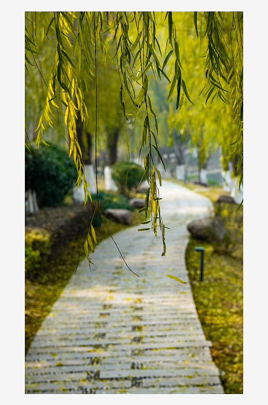 柳树垂柳植物摄影图