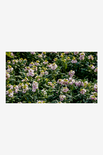 春天花草植物摄影图