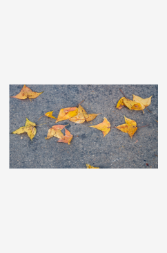 秋天枫叶植物摄影图