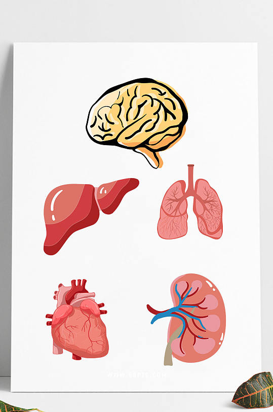 手绘人体器官心脏医学身体构造