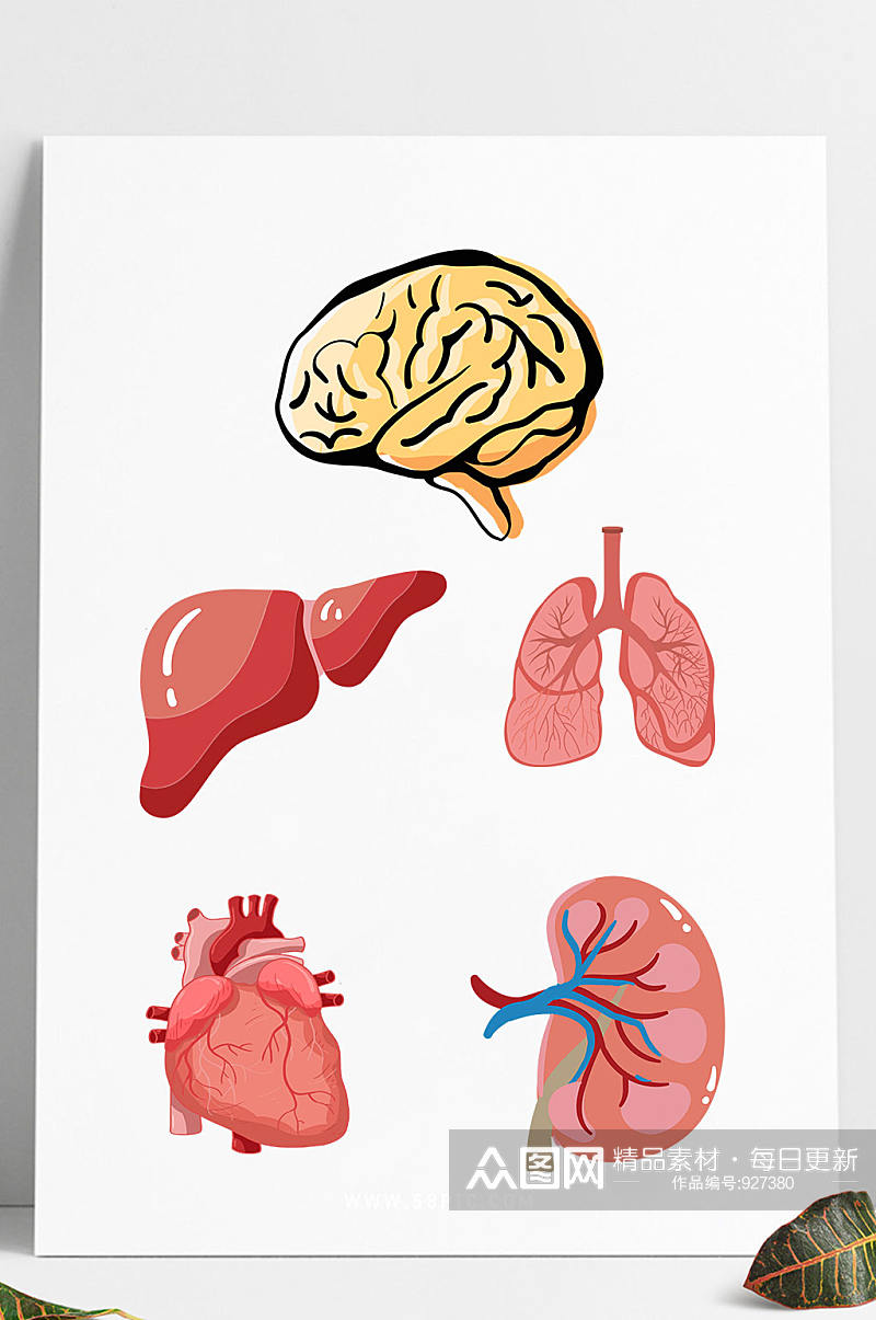 手绘人体器官心脏医学身体构造素材