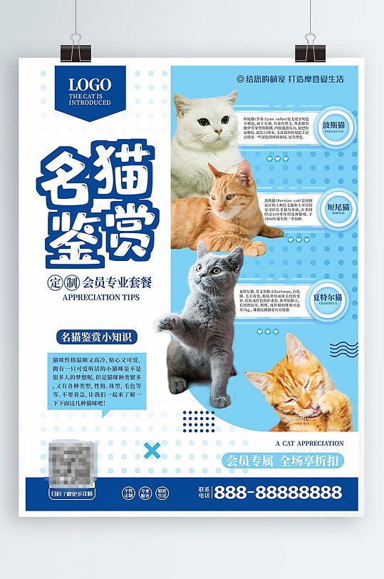 名猫鉴赏宣传海报