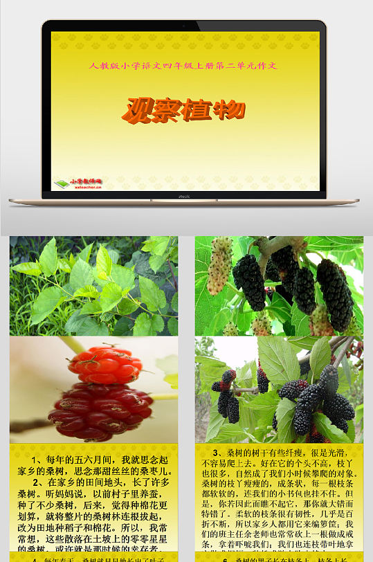 小学语文观察生物ppt