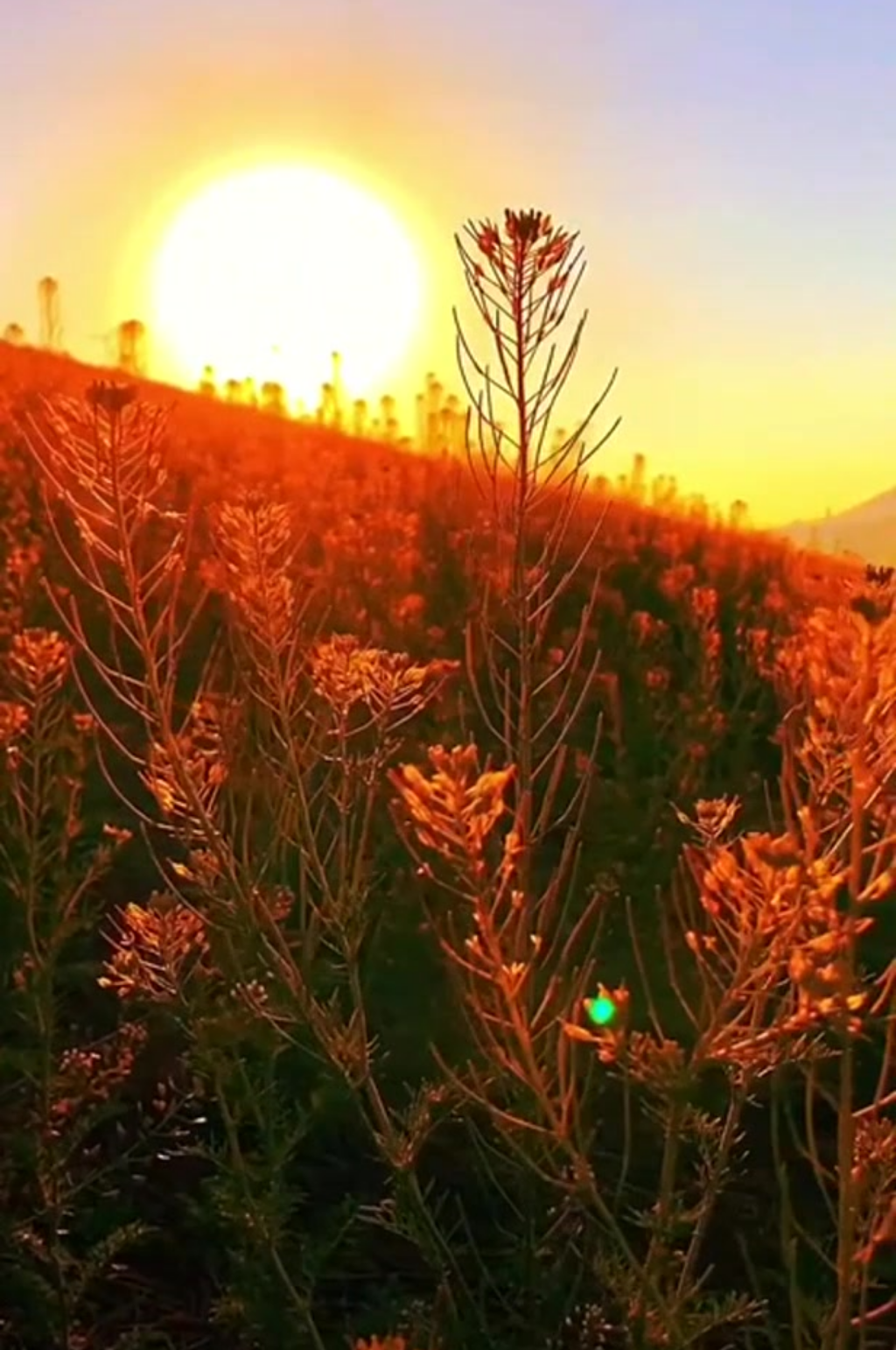 唯美夕阳晚霞彩云景观素材素材
