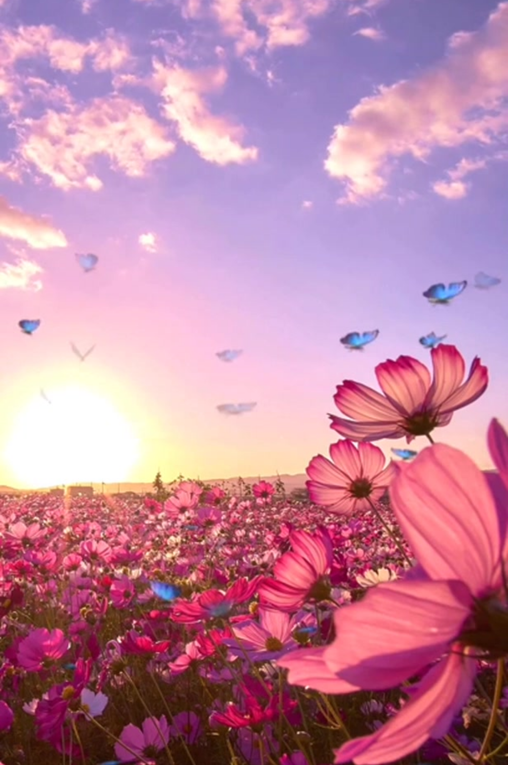 唯美夕阳晚霞彩云景观素材素材