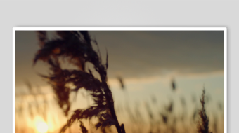 唯美芦苇花视频素材-众图网