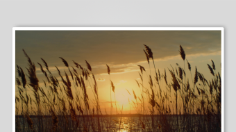 唯美芦苇花视频素材-众图网