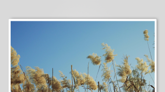 唯美芦苇花视频素材-众图网