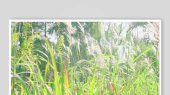 唯美芦苇花视频素材-众图网