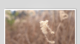 唯美芦苇花视频素材-众图网