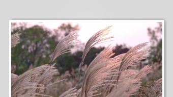 唯美芦苇花视频素材-众图网