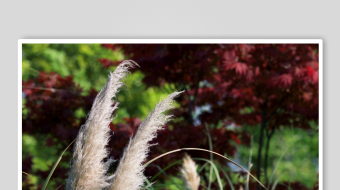 唯美芦苇花视频素材-众图网