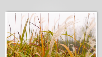 唯美芦苇花视频素材-众图网