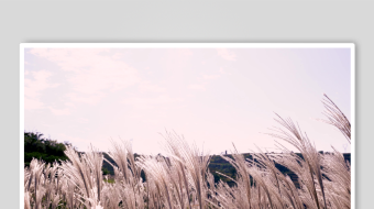 唯美芦苇花视频素材-众图网