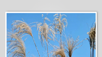 唯美芦苇花视频素材-众图网