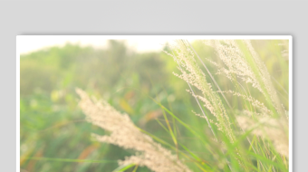 唯美芦苇花视频素材-众图网