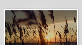 唯美芦苇花视频素材-众图网