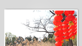 唯美芦苇花视频素材-众图网