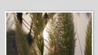 唯美芦苇花视频素材-众图网