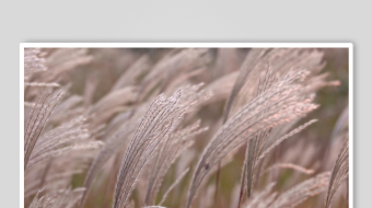 唯美芦苇花视频素材-众图网