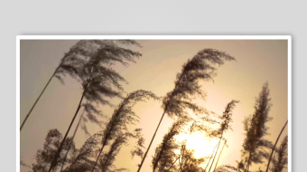 唯美芦苇花视频素材-众图网