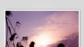 唯美芦苇花视频素材-众图网