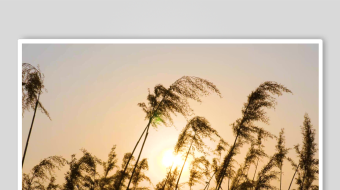 唯美芦苇花视频素材-众图网