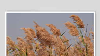 唯美芦苇花视频素材-众图网