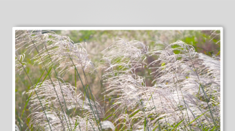 唯美芦苇花视频素材-众图网