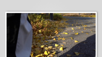 唯美芦苇花视频素材-众图网