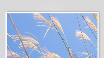 唯美芦苇花视频素材-众图网