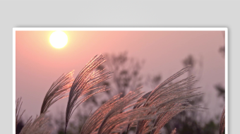 唯美芦苇花视频素材-众图网