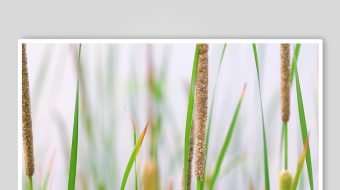 唯美芦苇花视频素材-众图网